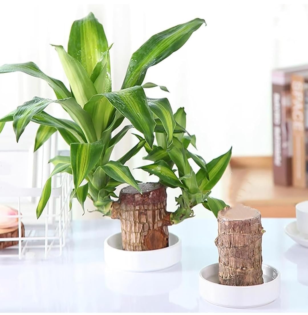 Lucky Brazil Wood Potted Plant | Healthy Indoor Plant | Live Lucky Brazilian Wood Plant for Living Room, Feng Shui Plant Enhance Your Indoor Space with Exotic (Pot Not Included) - Image 2