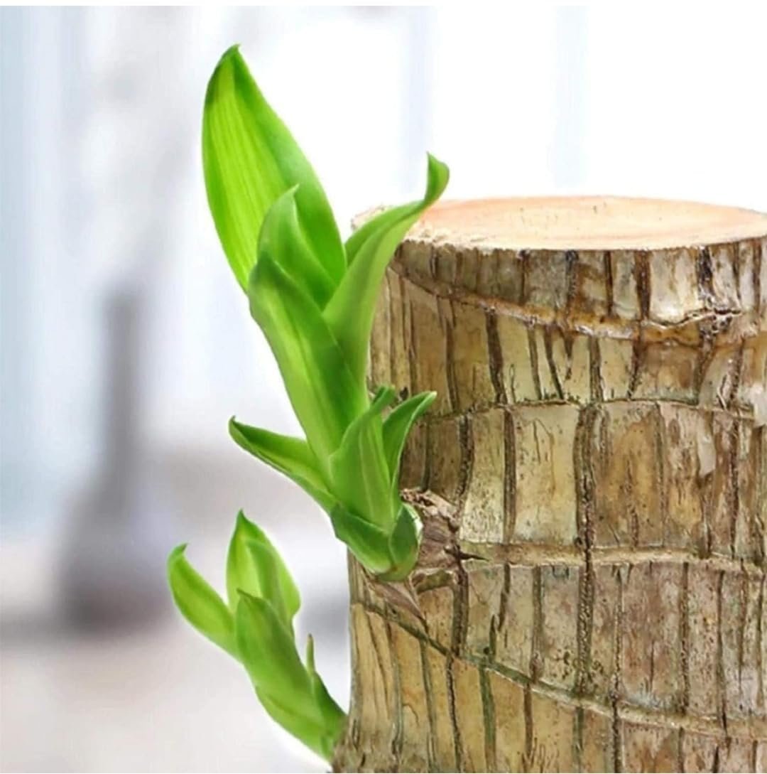 Lucky Brazil Wood Potted Plant | Healthy Indoor Plant | Live Lucky Brazilian Wood Plant for Living Room, Feng Shui Plant Enhance Your Indoor Space with Exotic (Pot Not Included) - Image 3
